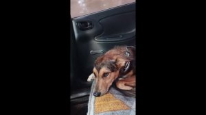 Кто такой Бося