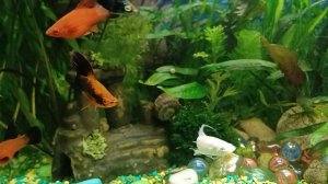 Новые обитатели аквариума: лирохвостые моллинезии