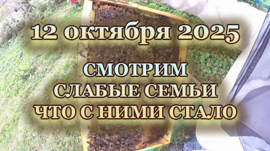 12 октября 2025 года, смотрим слабые семьи, что с ними стало.