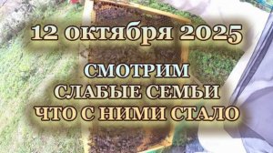 12 октября 2025 года, смотрим слабые семьи, что с ними стало.