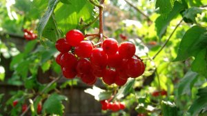 КАЛИНКА - ( minus )