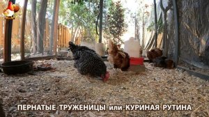 Куриная рутина – что делают куры на выгуле 😂 эпизод (23)