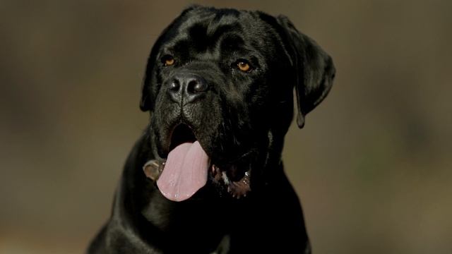 Дикие животные и природа в 4К 8К Full HD смотреть онлайн