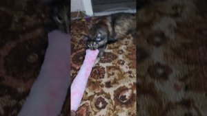 кошке понравилось игрушка