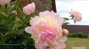 Пионы в саду