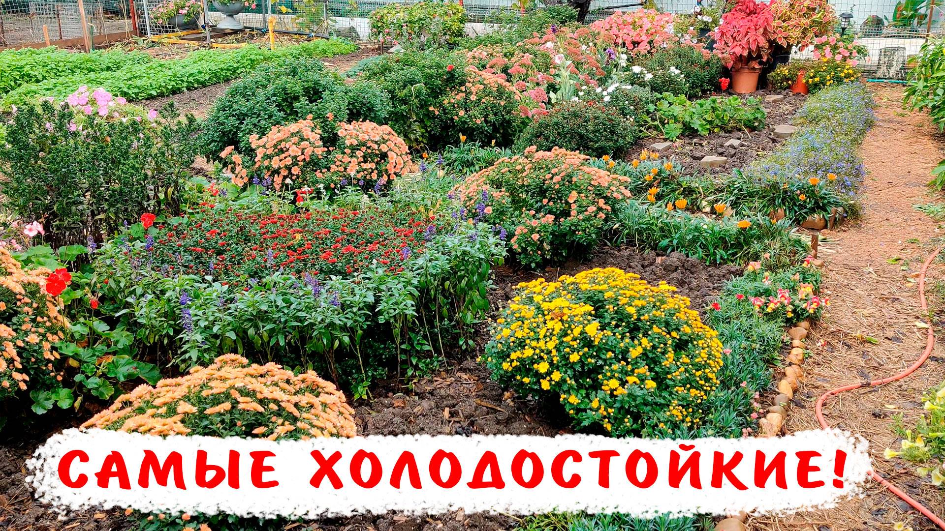 Самые холодостойкие однолетники