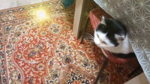 МУСЬКА УТРОМ НА КУХНЕ😻😼🙀💥
