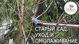 КАК УХАЖИВАТЬ И ОМОЛОДИТЬ СТАРОЕ ДЕРЕВО