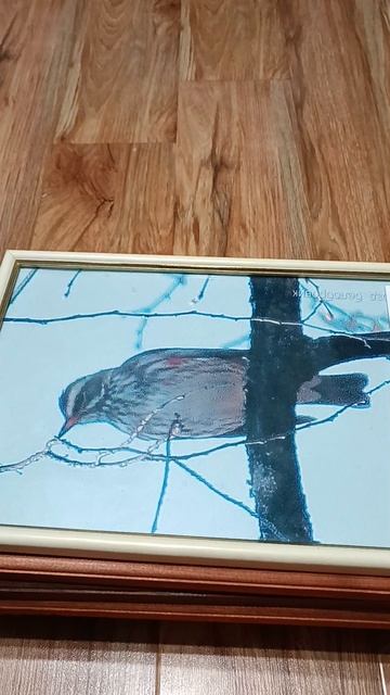 птицы моего города. Кировская область