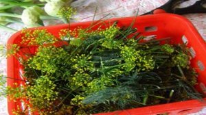 Огурцы Теща и зятек