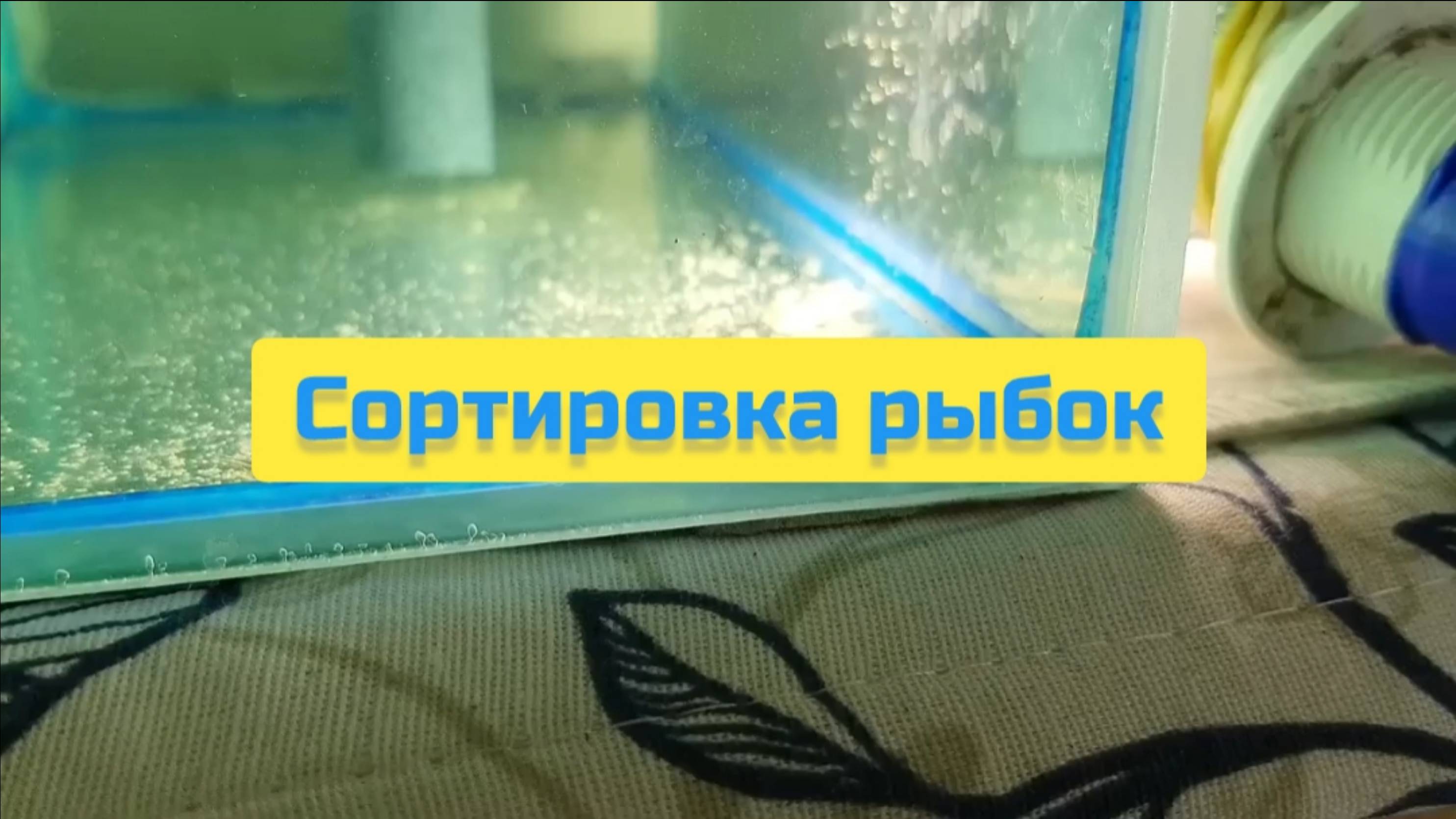 СОРТИРОВКА РЫБОК