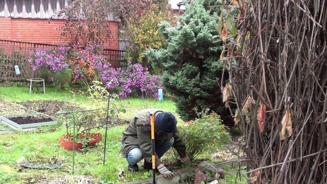 Подкормил яблони, смородину и розы// Готовлю дачу к зиме