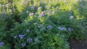 Фацелия 12 октября 2025