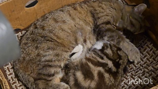 юра спас котенка