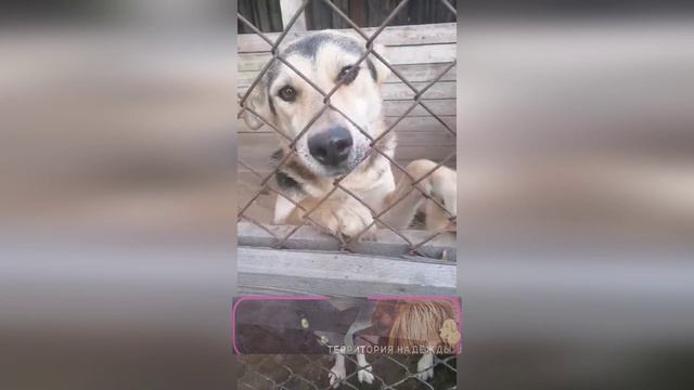 Видеообзор наших хвостиков от Алены.