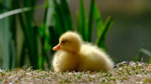 Инструментальная музыка.Релакс 2.