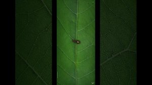 12.10.25 Ant Legion