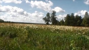 Vasilii CECEGOV - Милый край