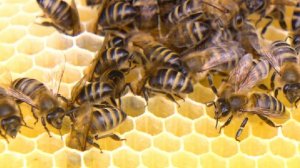 Союз пчеловодов допустил возникновение дефицита меда после Нового года