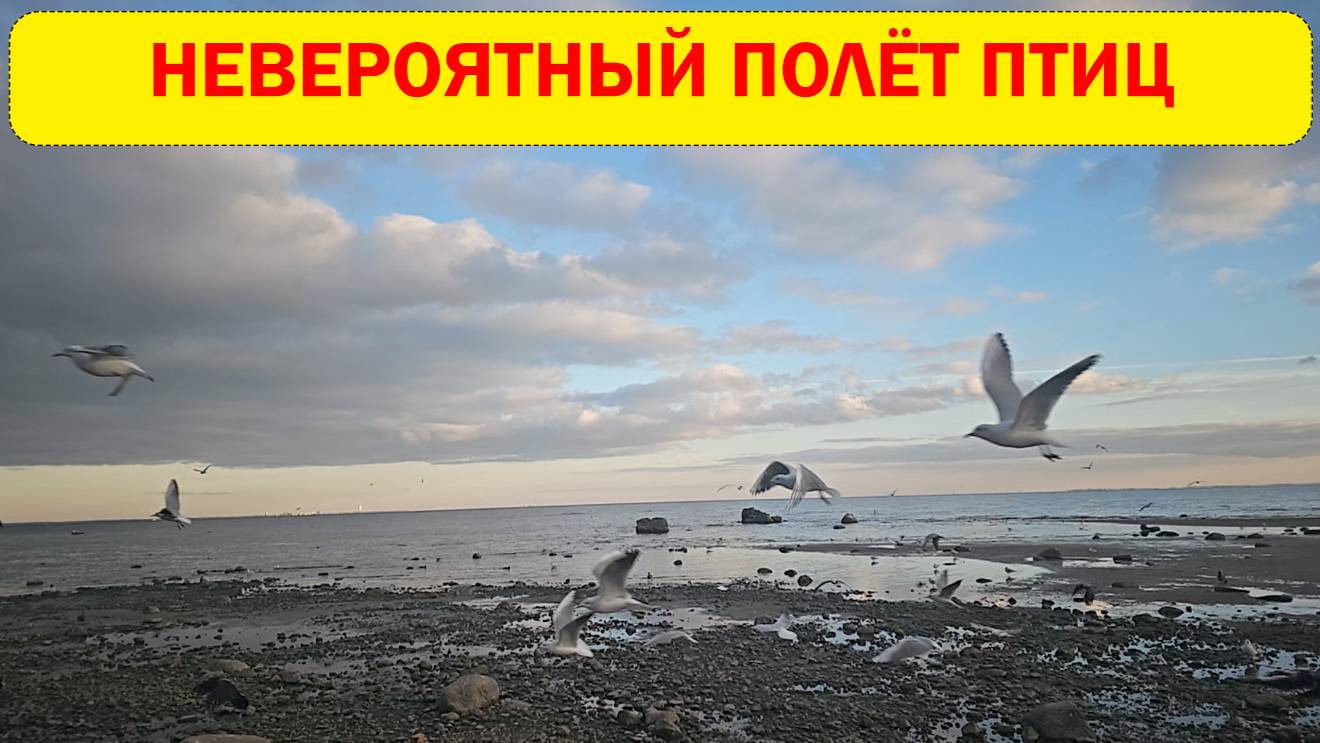Замедленный полет птиц