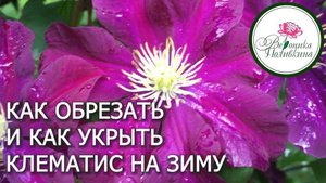 ПОДГОТОВКА КЛЕМАТИСОВ К ЗИМЕ. ОБРЕЗКА И УКРЫТИЕ