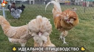 Идеальное птицеводство достойно восхищения 🐓🦆🦢🦚🦃🐔 эпизод (367)
