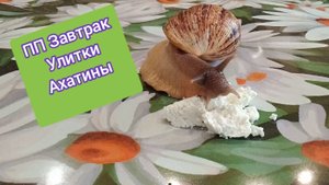 Полезный завтрак для улитки Ахатины