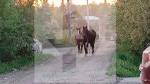 Врачи не дают гарантий: конь ворвался на участок к женщине и оторвал ей руку