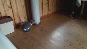 Детские развлечения на рыбалке в Кавказских горах. Наблюдаем за ресторанным котиком.