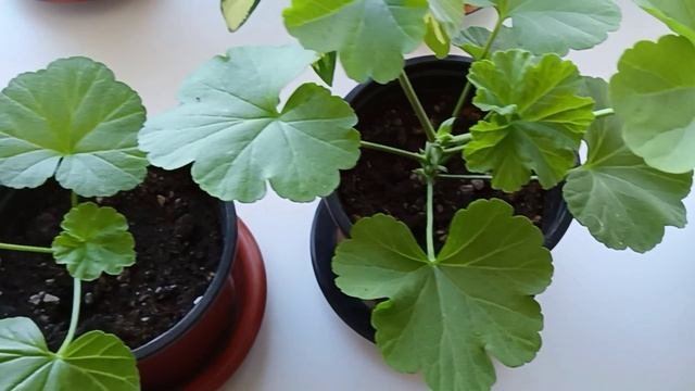 Ошибки при укоренении черенков Пеларгонии