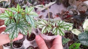 Излишк растений на 13.10.25.# комнтные растения