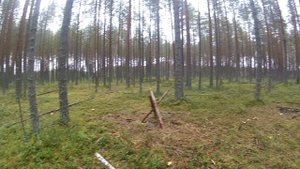 Прогулка в лесу