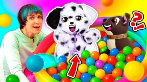 Сюрприз для Шоколадки — далматинец Baby Paws! Станут ли они друзьями?