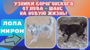 Собаки оставленные умирать без еды и воды...