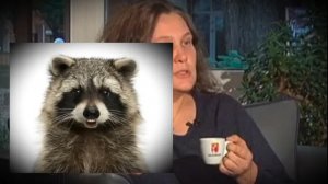 Продолжаем наблюдение за грязноротой..Еноту уважуха 🤝