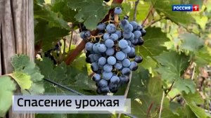 🍇 Разные сорта технического винограда вырастили и собирают в Мангушском округе