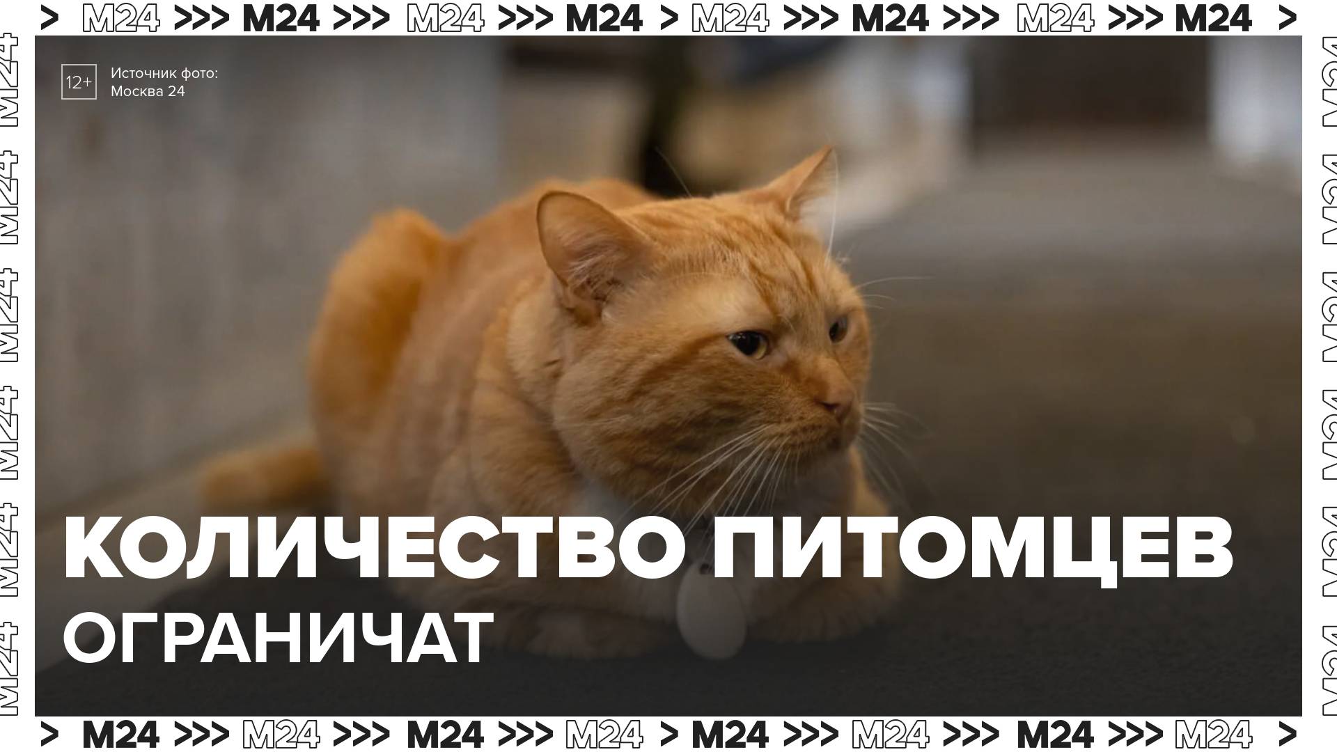 В Госдуме предложили ограничить количество животных в квартирах