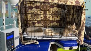 Малыш котенок нуждается в нашей помощи