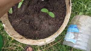 20 КГ ОГУРЦОВ ПРИ ТАКОЙ ПОСАДКИ С ОДНОГО КУСТА В ХУДОЕ ВЕДРО