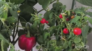 Урожай на окошке под занавес.