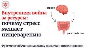 Внутренняя война за ресурсы: почему стресс мешает пищеварению. Фрагмент обучения