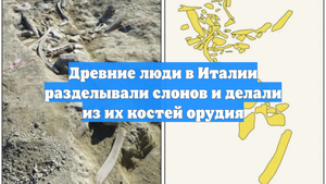Древние люди в Италии разделывали слонов и делали из их костей орудия