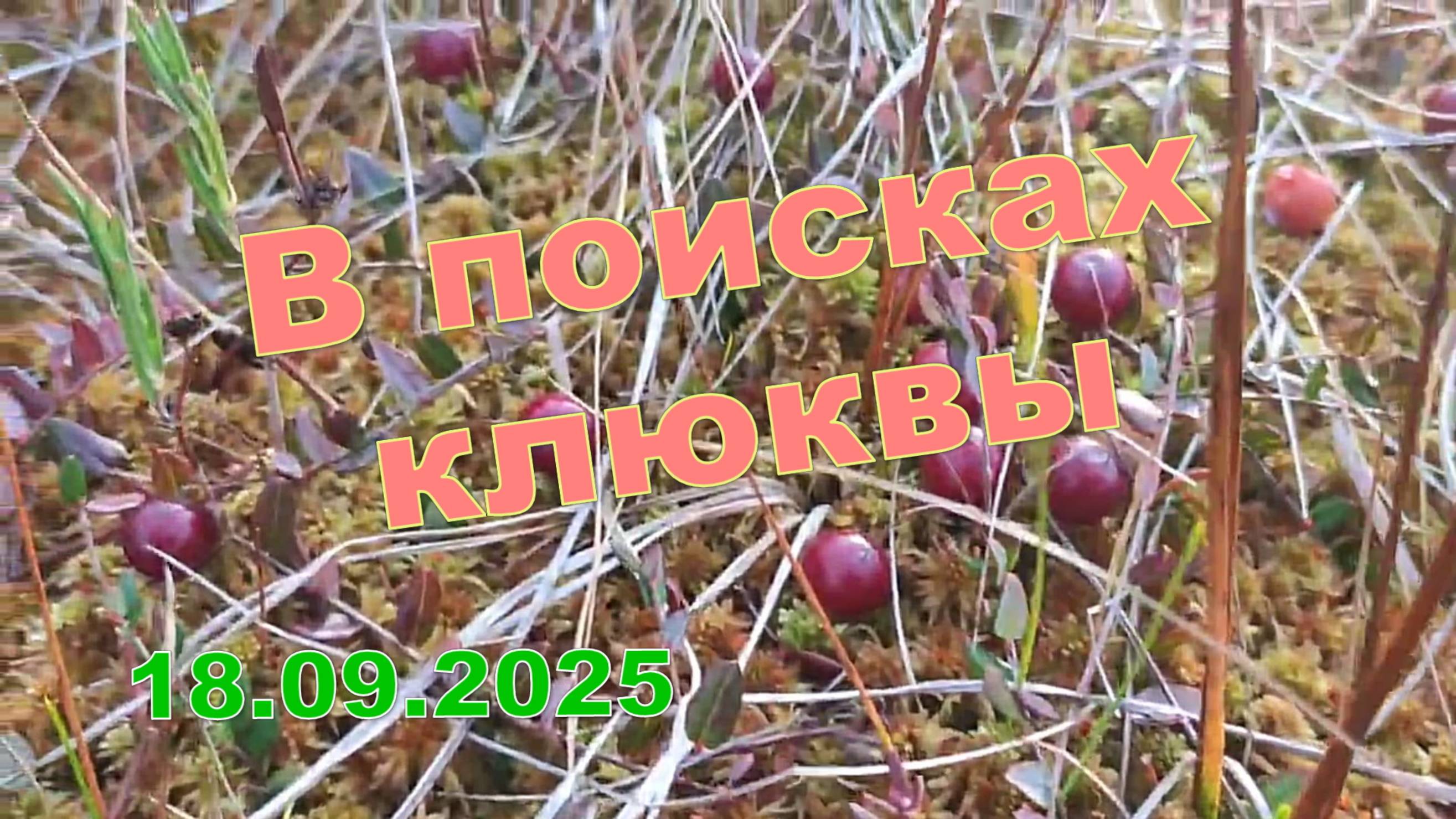 Клюкву пришлось искать...18.09.25 Попутно набрали грибов и Костя половил рыбки.