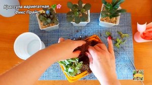 Крассула варигатная.🌿🌸 Фикс Прайс.🫶❄️
