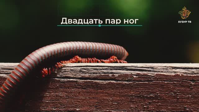 Двадцать пар ног | Чудеса сотворения. Мир насекомых