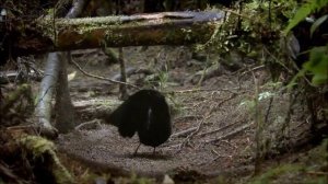 Райские птицы.