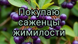 "Купить саженцы жимолости"