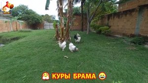 Куры Брама с лохматыми лапами прекрасные несушки (61)