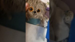 Басик и Лили