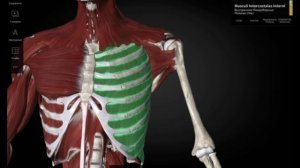 Обучающий урок по анатомии :мышцы груди и диафрагма